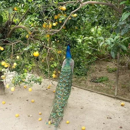 Hotel Akti Aphrodite Sidari (Corfu)